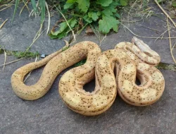 Boa imperator - Paraglow Motley Jungle, Sunglow Motley