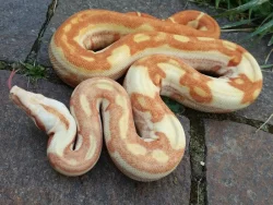 Boa imperator - Paraglow Motley Jungle, Sunglow Motley