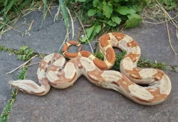 Boa imperator - Paraglow Motley Jungle, Sunglow Motley