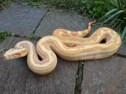 Boa imperator - Paraglow Motley Jungle, Sunglow Motley