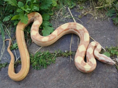 Boa imperator - Paraglow Motley Jungle, Sunglow Motley