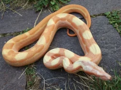 Boa imperator - Paraglow Motley Jungle, Sunglow Motley