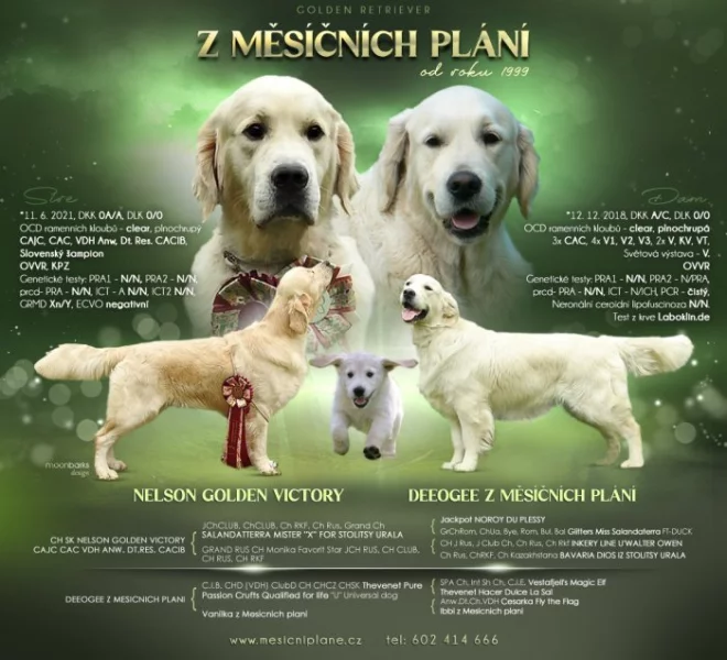 Golden retriever s PP – štěňata /zlatý retrívr/