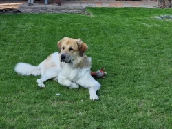 Stěně českého horského psa