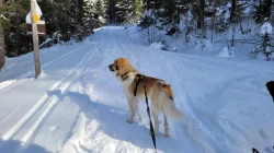 Stěně českého horského psa