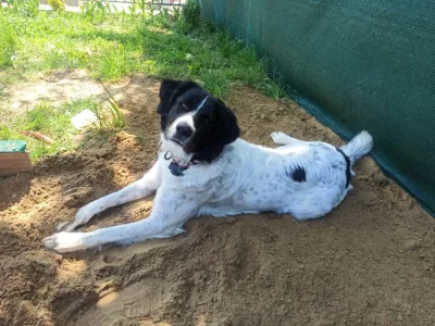 Stěně českého horského psa