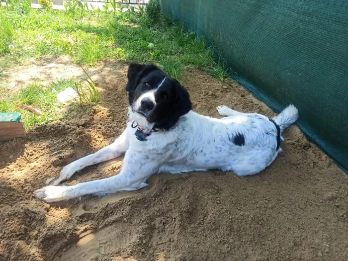 Stěně českého horského psa