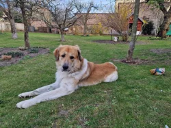 Stěně českého horského psa