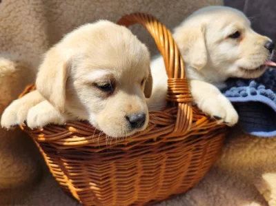 Nabídka  štěňat labradorských retrieverů