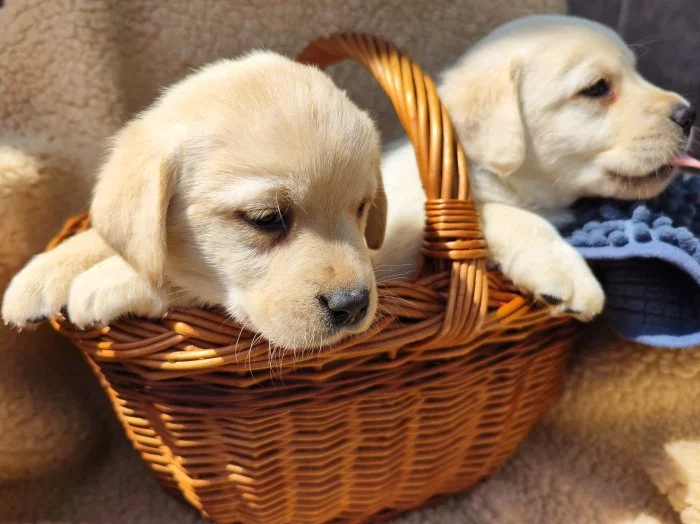 Nabídka  štěňat labradorských retrieverů