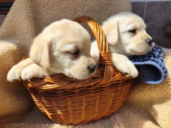 Nabídka  štěňat labradorských retrieverů