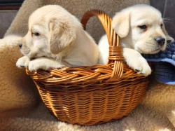 Nabídka  štěňat labradorských retrieverů