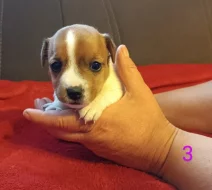 Jack Russell teriér