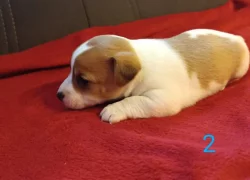 Jack Russell teriér