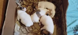 Jack Russell teriér