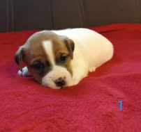 Jack Russell teriér