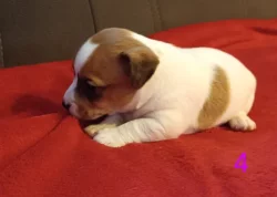 Jack Russell teriér