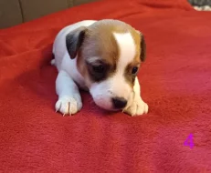 Jack Russell teriér