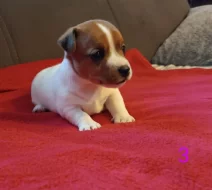 Jack Russell teriér