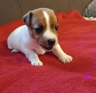 Jack Russell teriér
