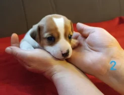 Jack Russell teriér