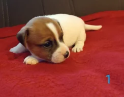 Jack Russell teriér