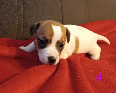 Jack  Russell teriér