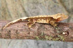 Pagekon řasnatý / ciliatus