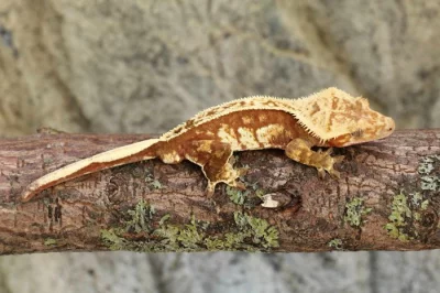 Pagekon řasnatý / ciliatus