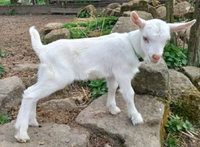 Prodám letošní kůzlata České bílé bezrohé kozy