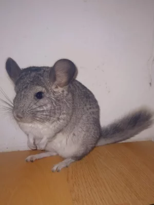 Dvě činčily ♀️♂️