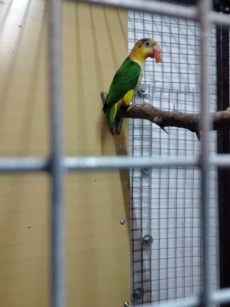 Amazonek bělobřichý