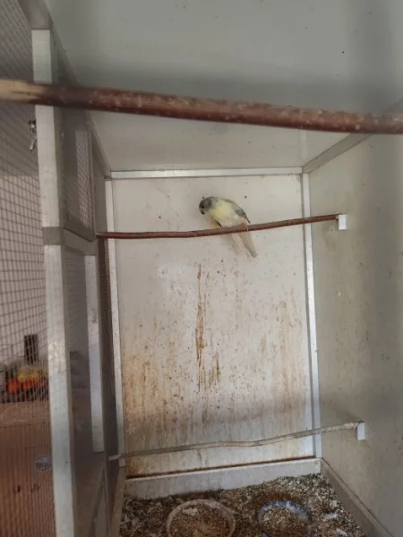 Kakarik modrý lemovaný