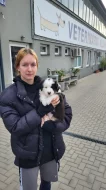 Štěně pejsek australského ovčáka s PP