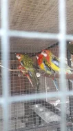 Prodám loňský odchov papouška rozela pestrá