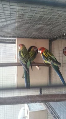 Prodám loňský odchov papouška rozela pestrá