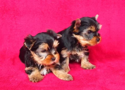 Jorkšírský teriér s PP