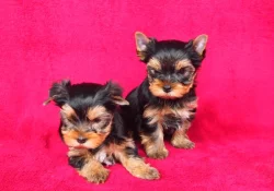 Jorkšírský teriér s PP