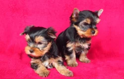 Jorkšírský teriér s PP