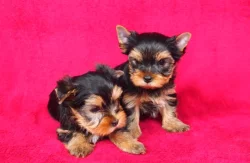 Jorkšírský teriér s PP