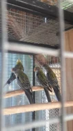 Prodám loňský odchov papouška rozela žlutohlava