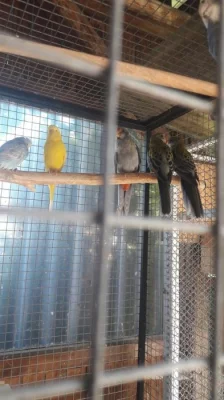 Prodám loňský odchov papouška rozela žlutohlava