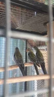 Prodám loňský odchov papouška rozela žlutohlava