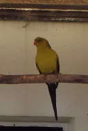 Prodám loňský odchov papouška horského