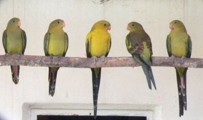 Prodám loňský odchov papouška horského