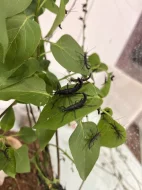 Strašilka ďábelská