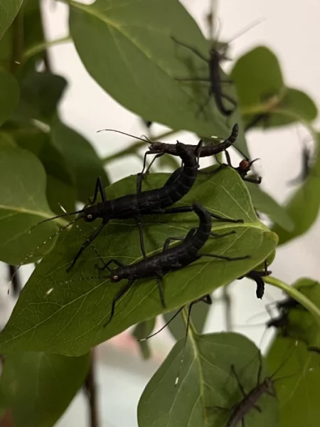 Strašilka ďábelská