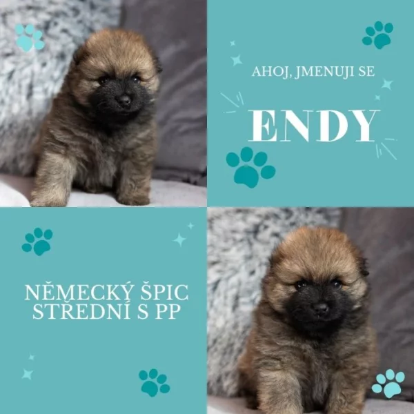 Německý špic střední s PP