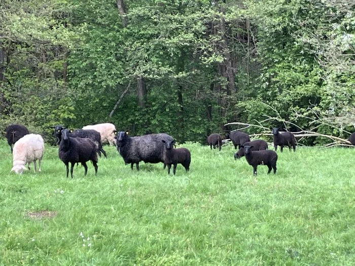 Východofríské jehnice na prodej