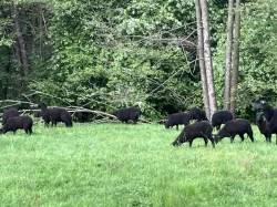 Východofríské jehnice na prodej